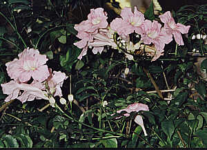 IGA Blumen