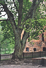 Baum im Kloster Chorin